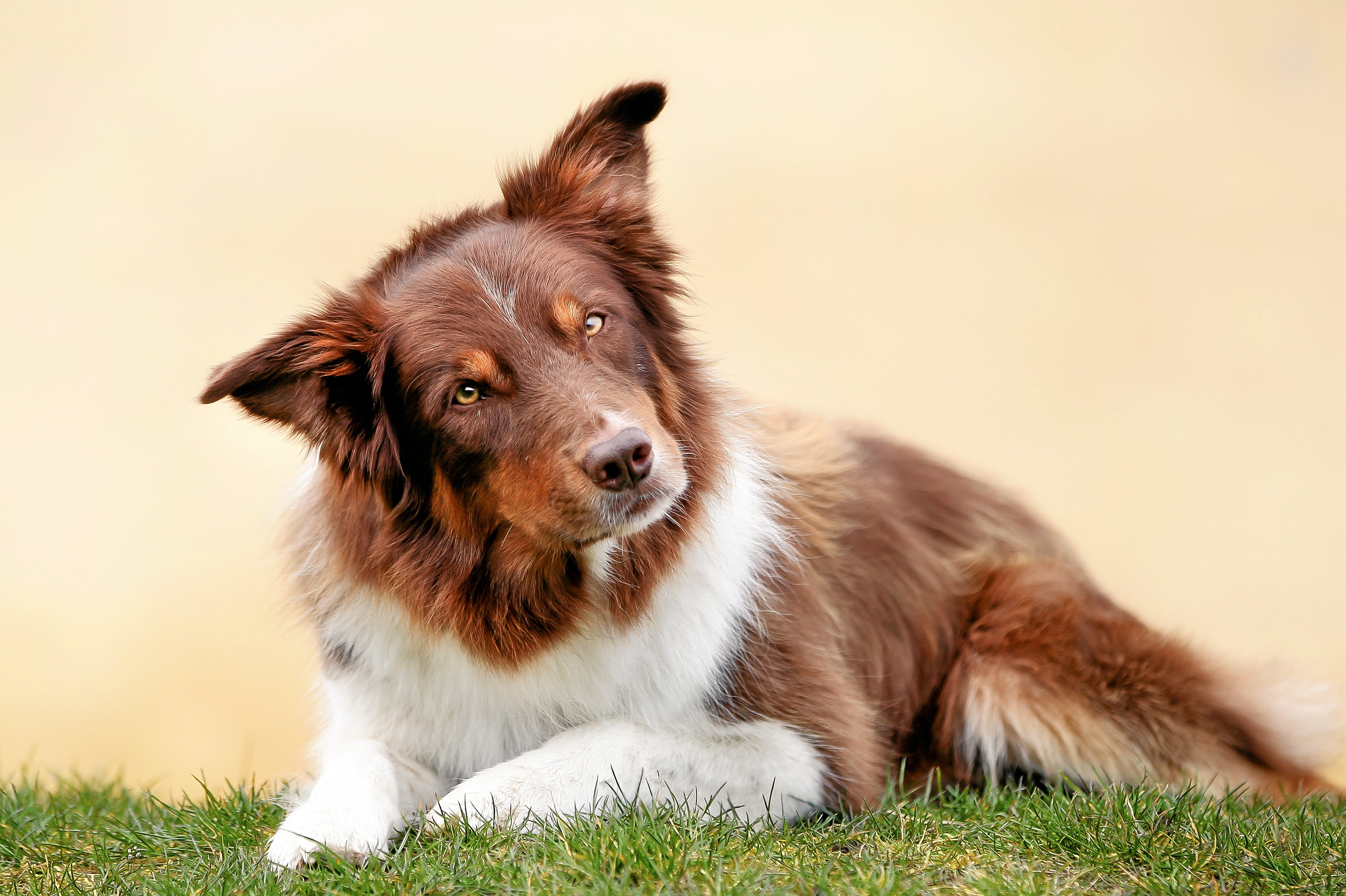 bedste hund bedste hund